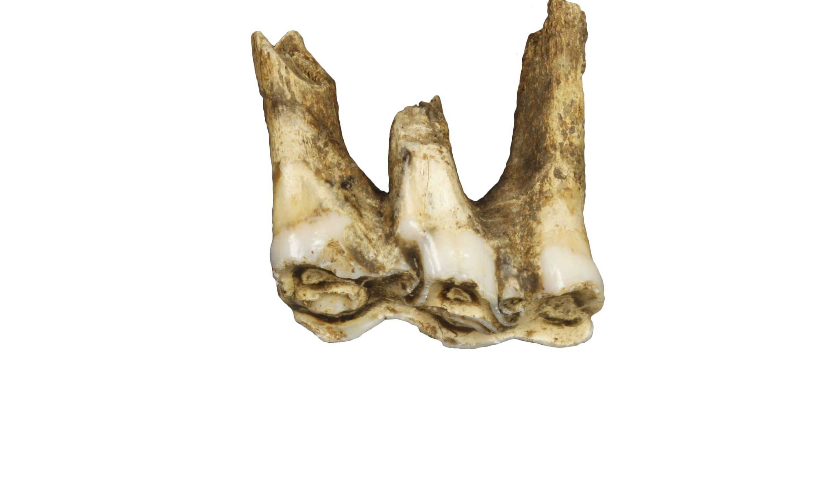 Photograph of an animal molar