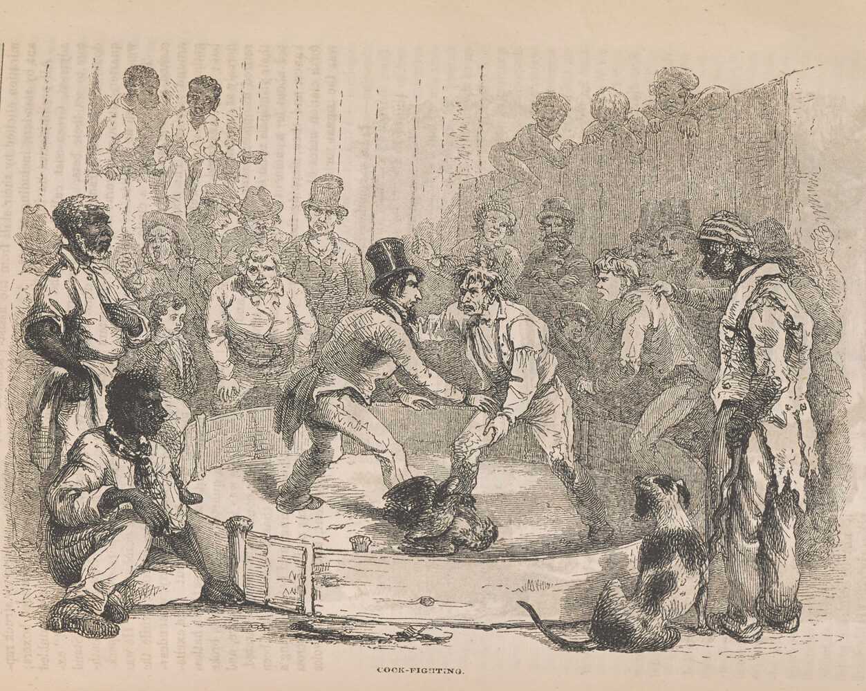 Illustration of cockfighting