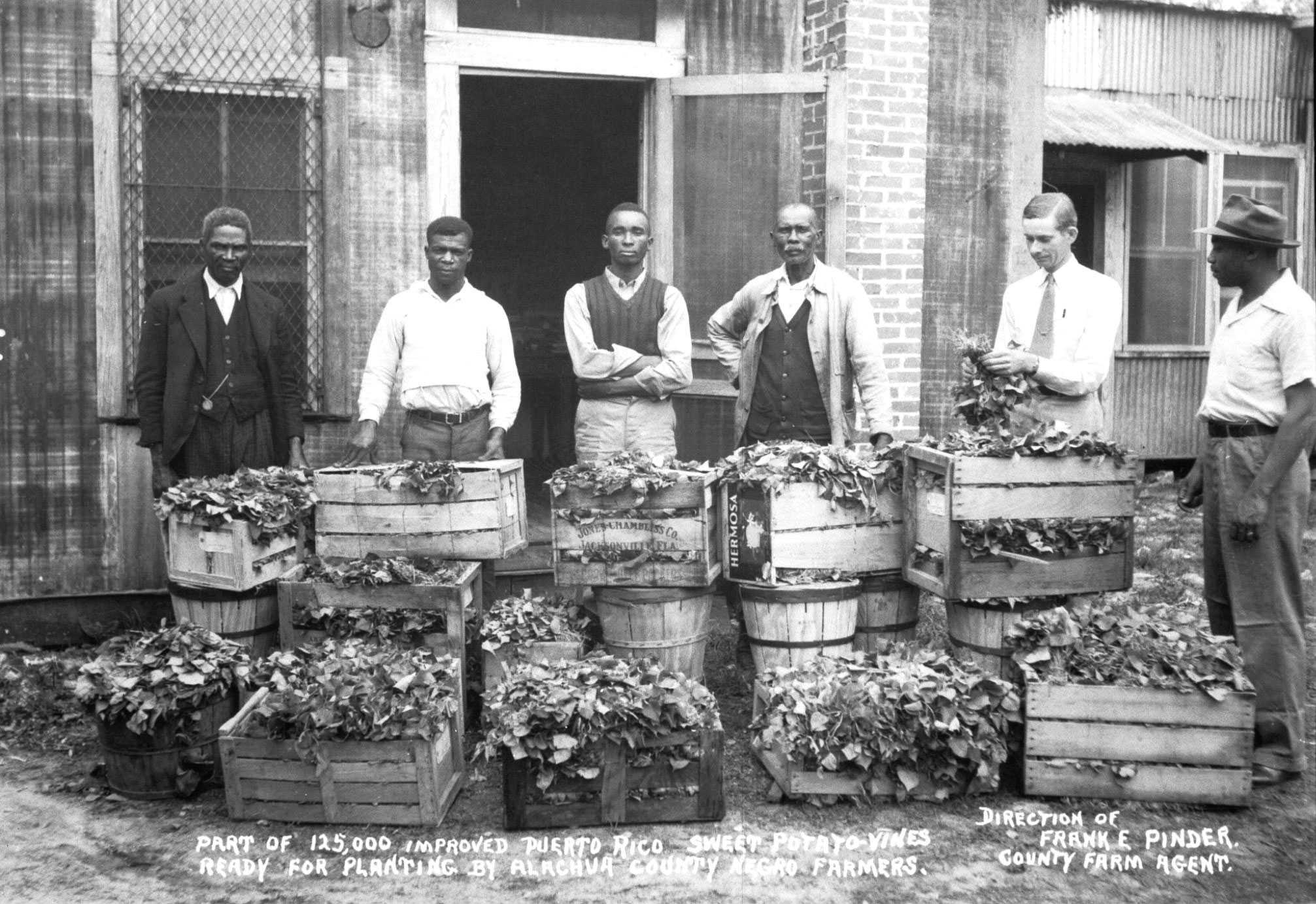 Photo of six men standing behind crates filled with sweet potato vines, labeled for Alachua County farmers.