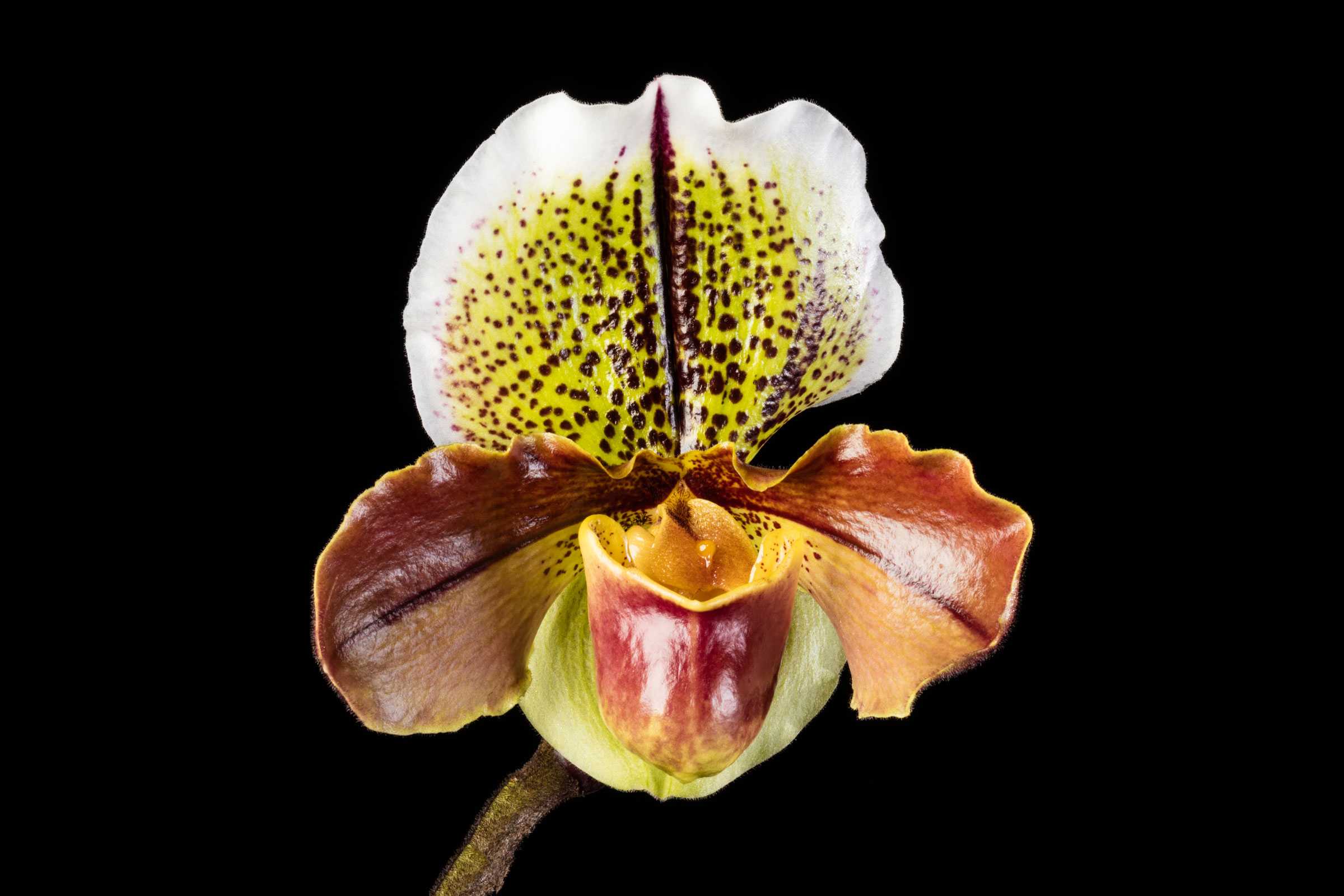 Close-up photo of a vibrant orchid flower with speckled petals on a black background.