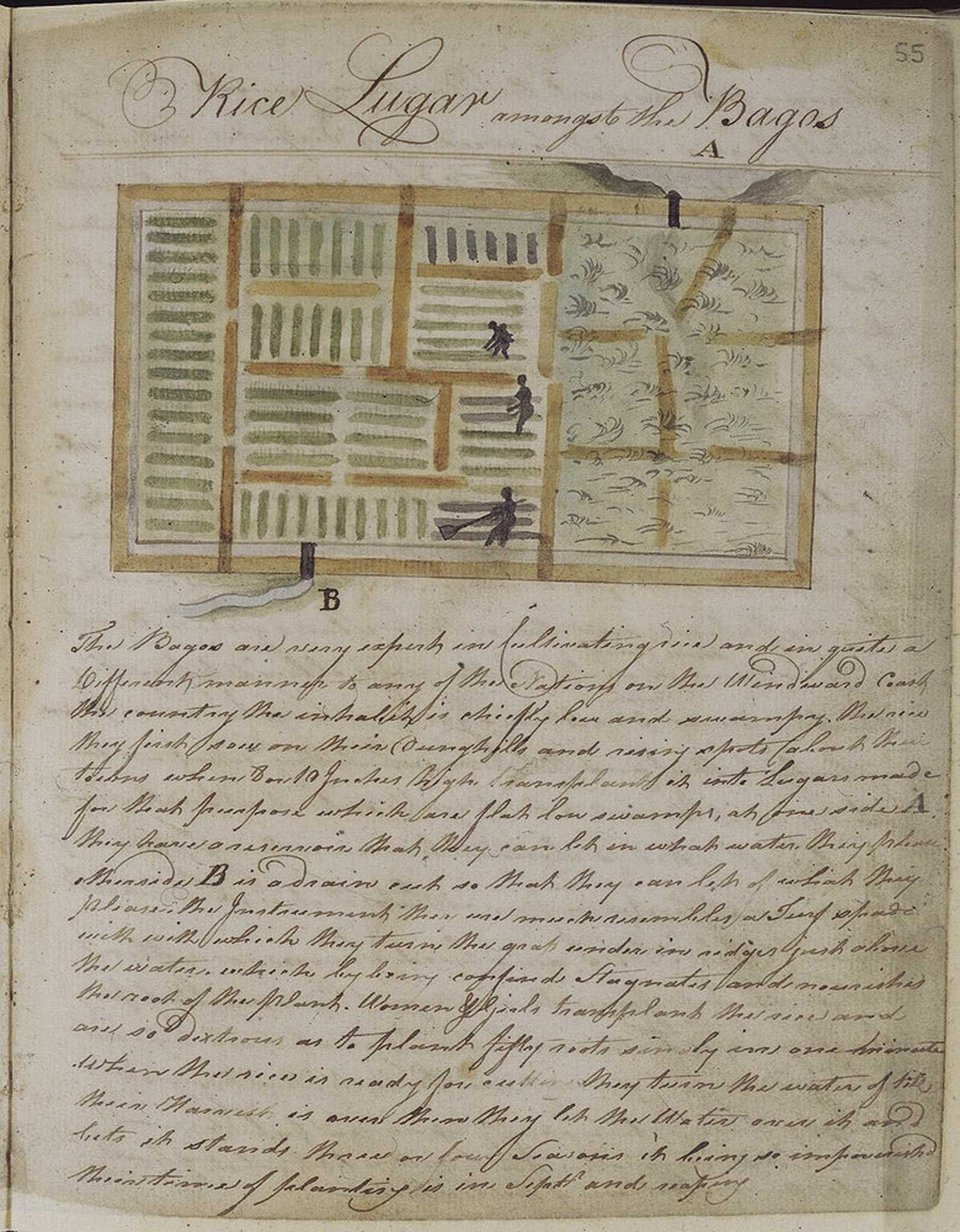 Illustration and description of Baga rice cultivation from the log of the slave ship Sandown
