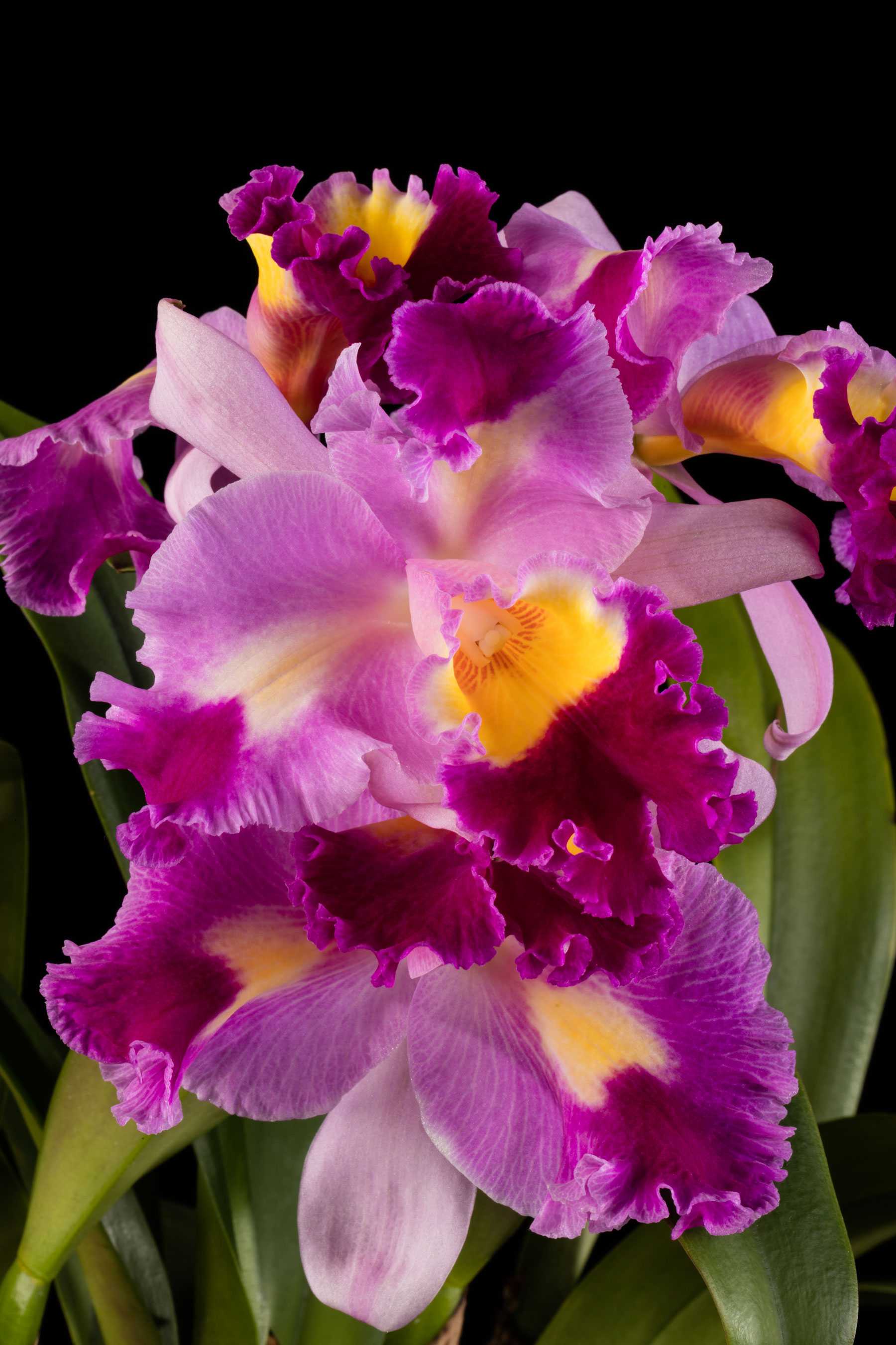 Close-up of vibrant pink and purple orchids with yellow centers.