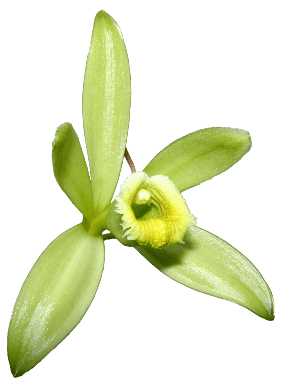 Close-up of a vanilla orchid with green petals and a yellow center.