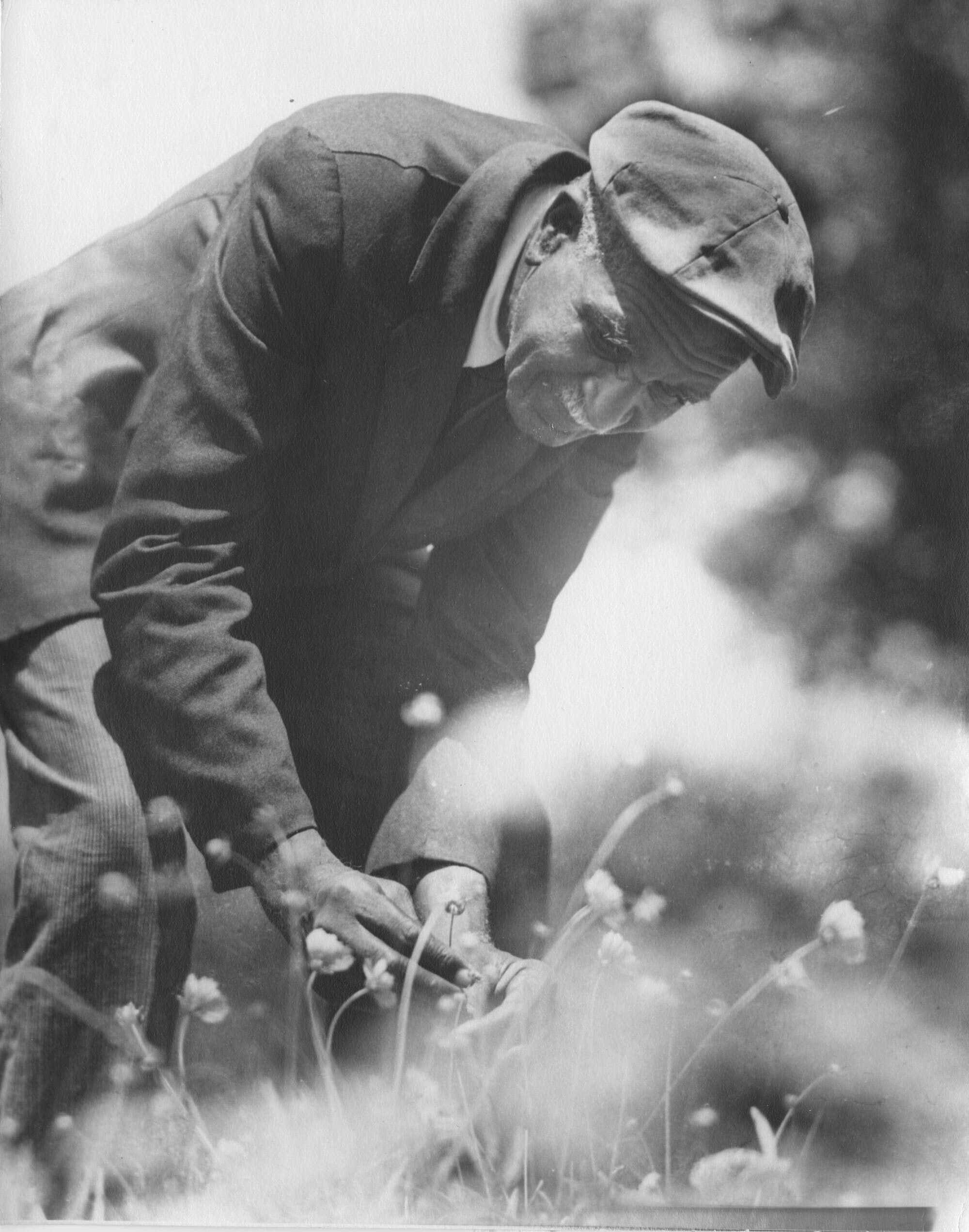 Black and white photograph of George Washington Carver leaning forward to pick flowers.