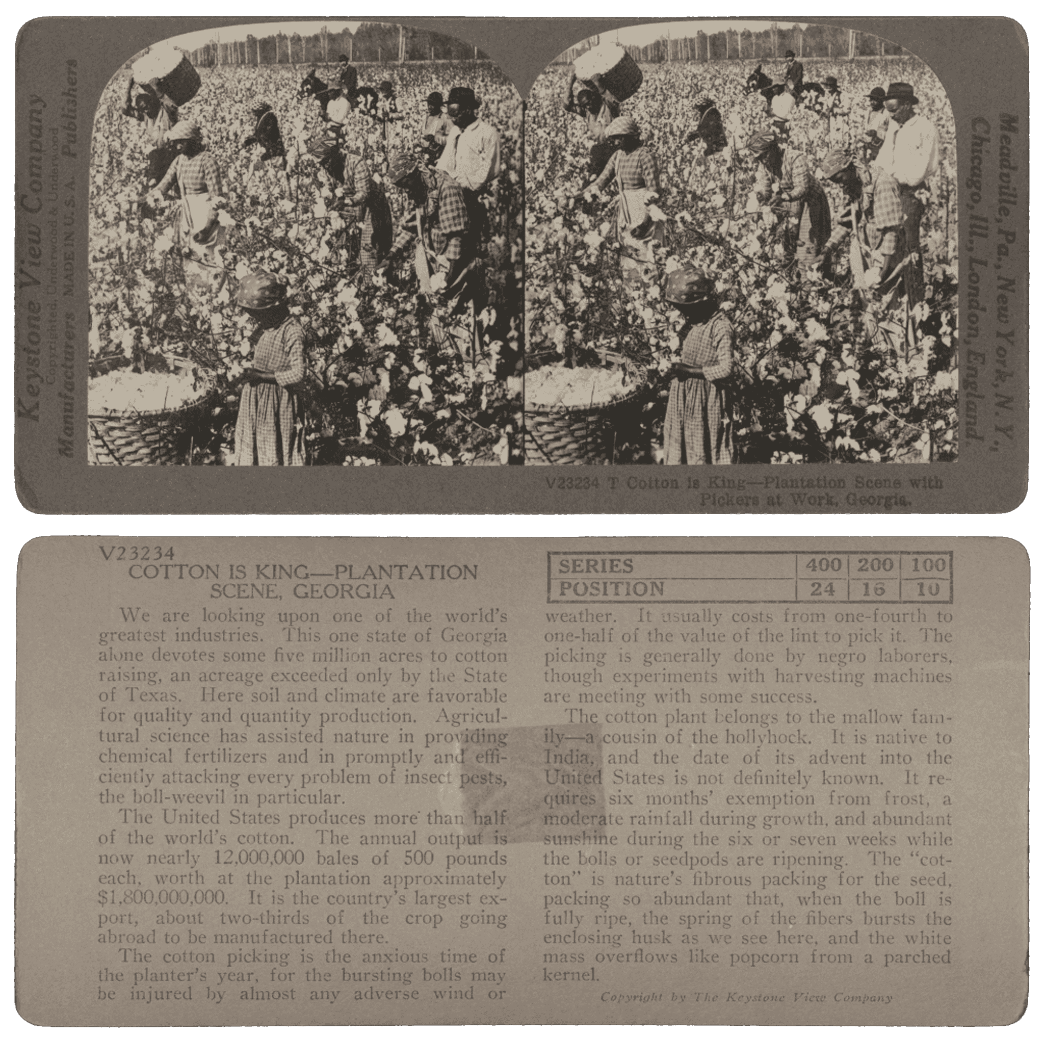 Black and white photograph of enslaved people picking cotton