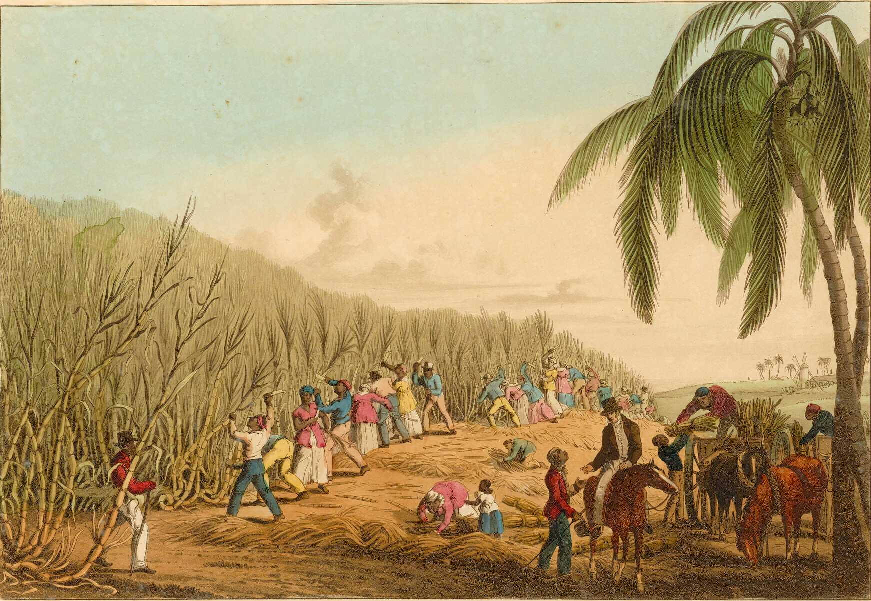 Painting of enslaved Africans working in fields