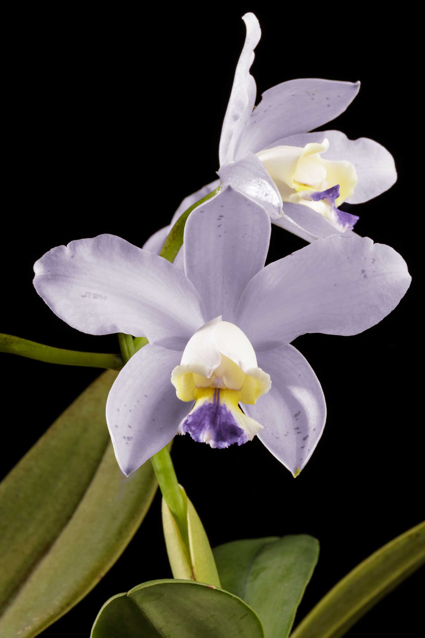Close-up of a lavender orchid with green leaves against a black background.