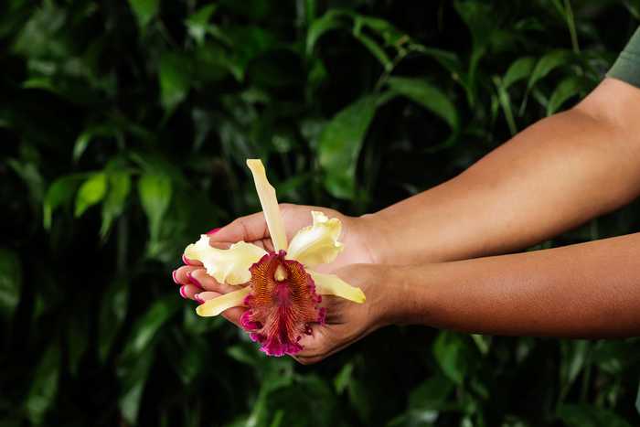 Hands holding a colorful orchid against a background of green leaves.