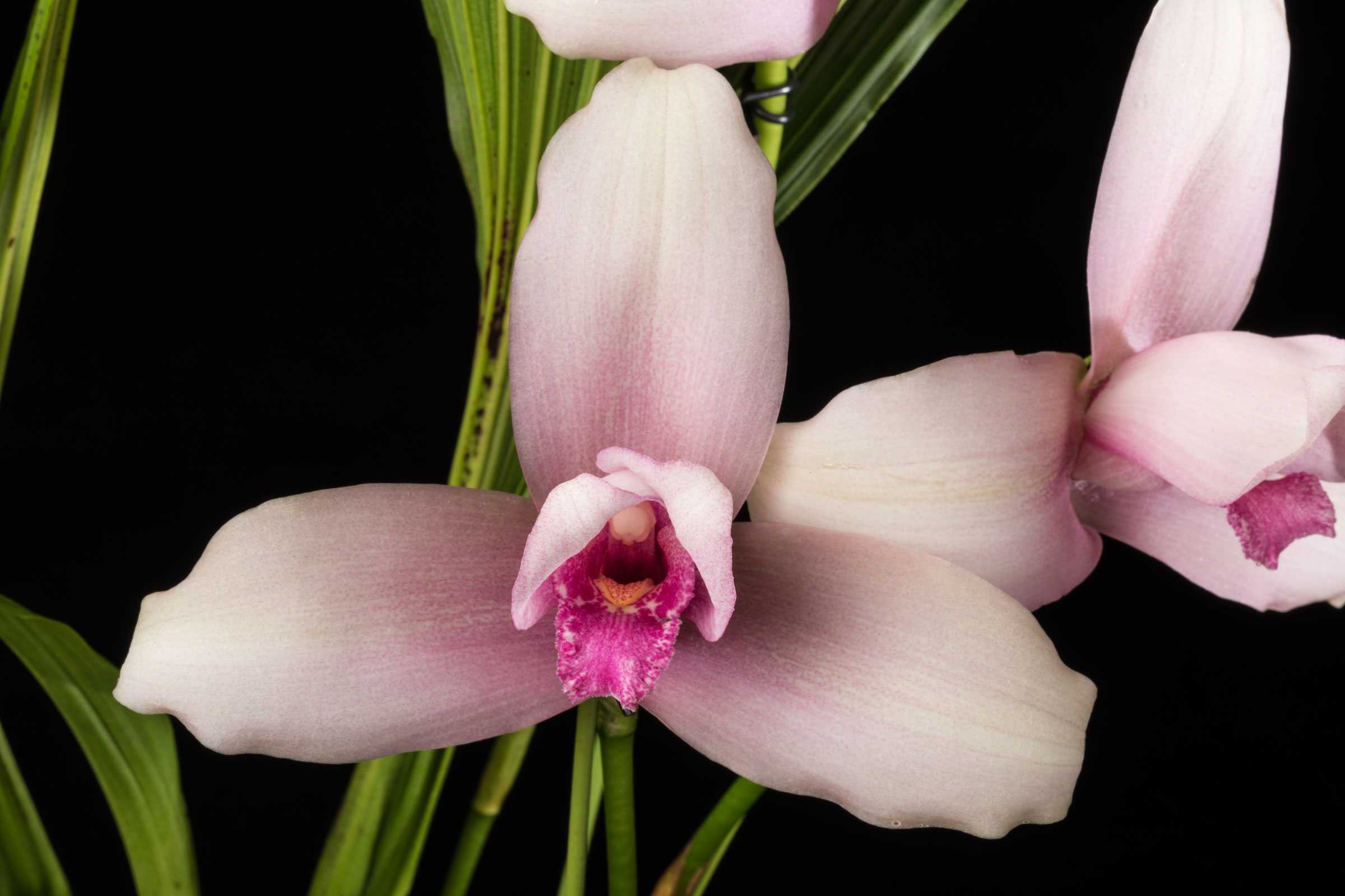 Close-up of a pink orchid with green leaves on a black background.