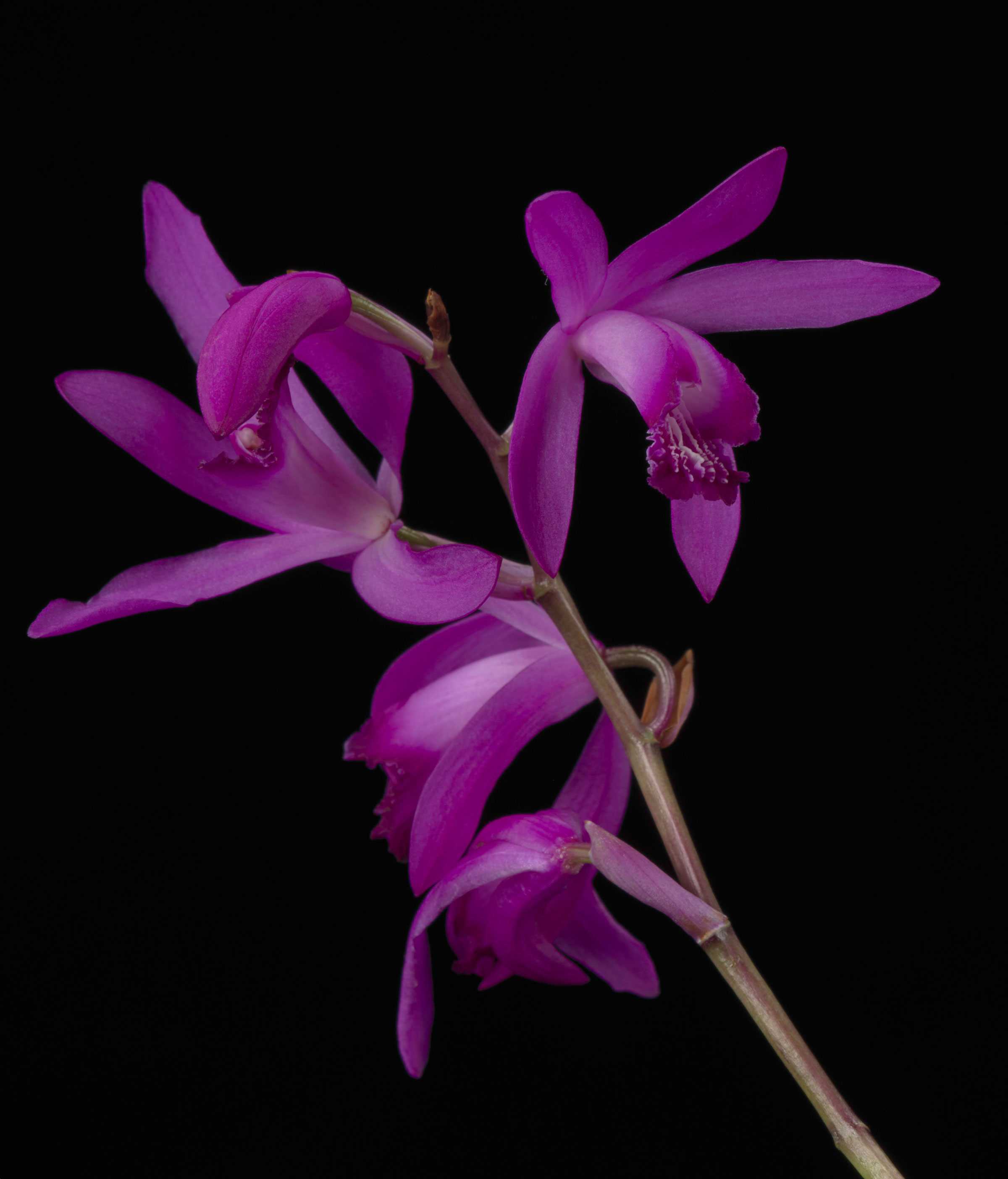 Close-up of a branch with vibrant pink orchid flowers against a black background.