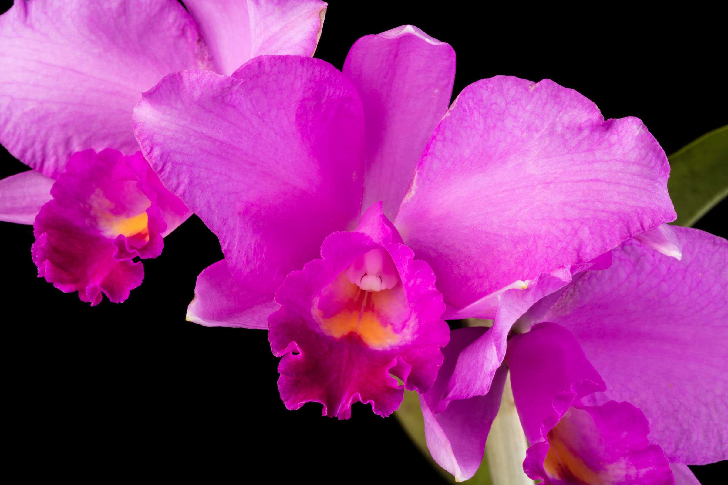 Close-up of blooming pink orchids against a black background.