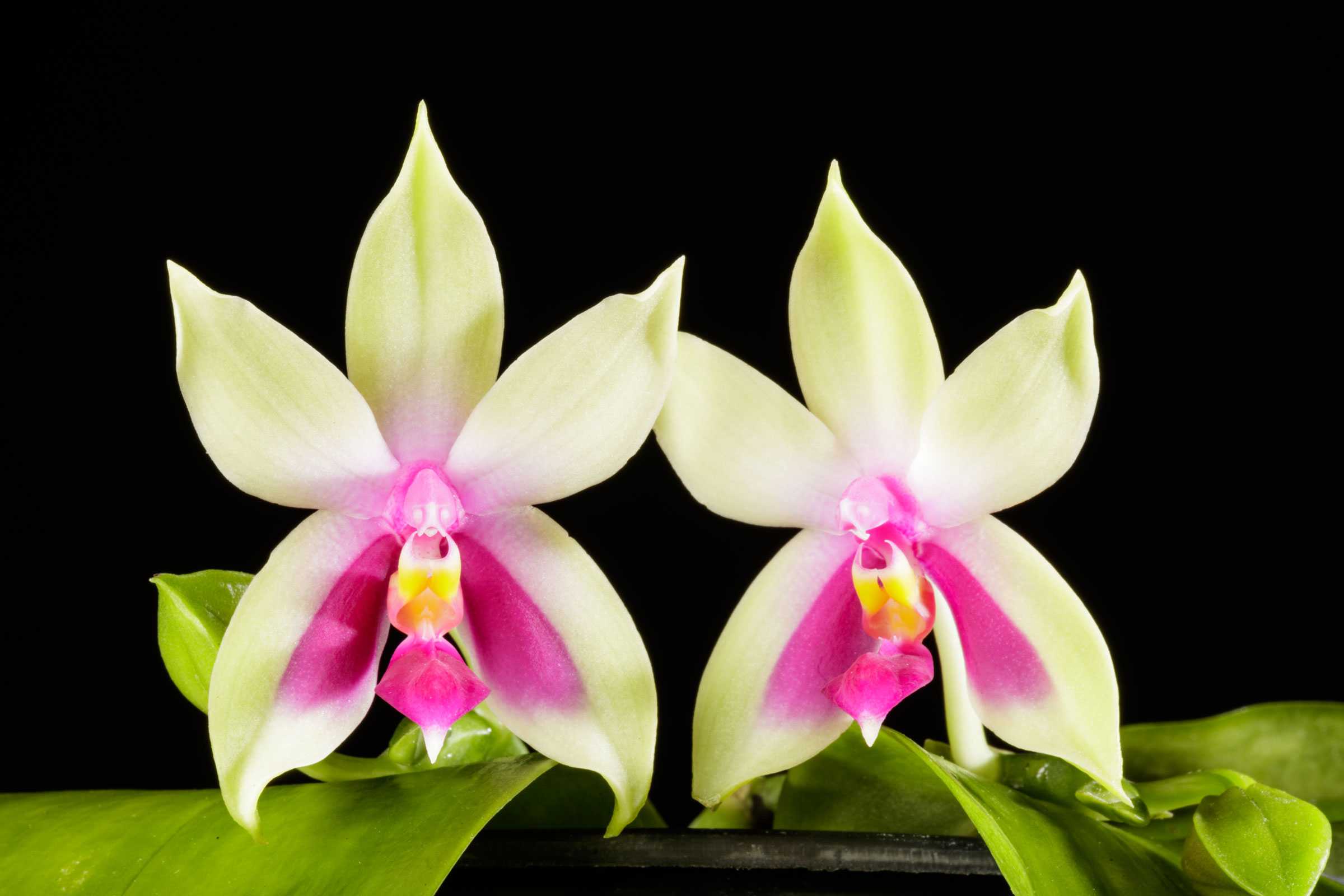 Two Phalaenopsis orchids with cream and pink petals on green leaves against a black background.