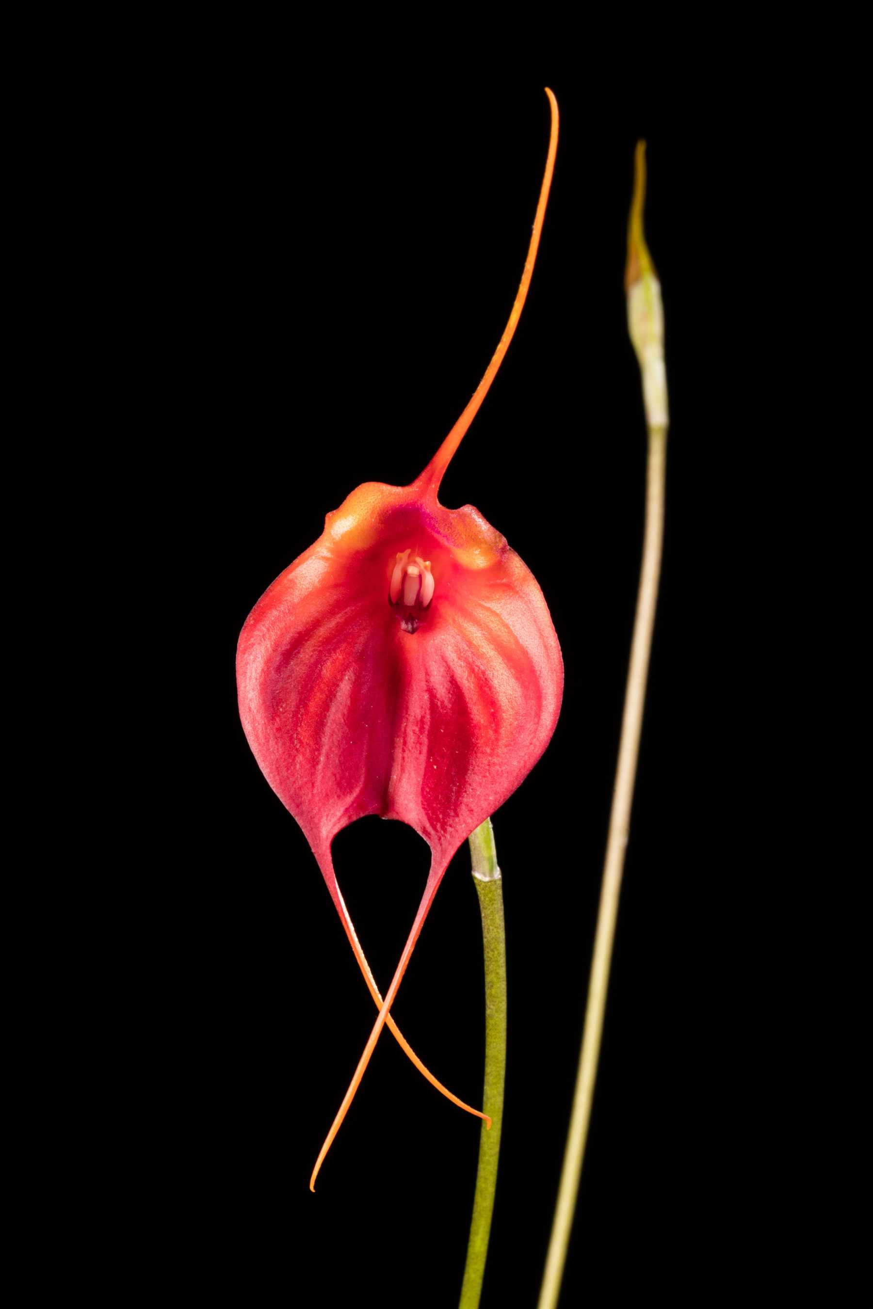 Close-up of a red orchid with elongated petals and a long stem against a black background.