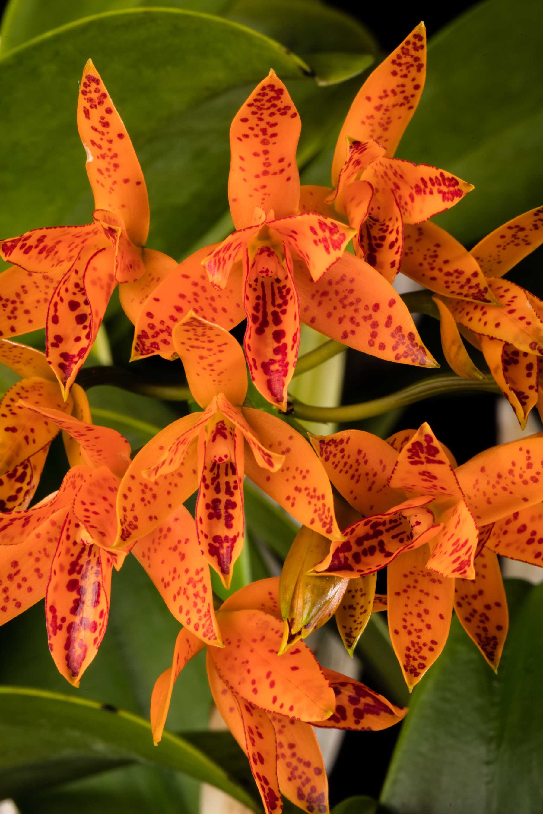Close-up of orange and red-spotted orchids with green leaves.