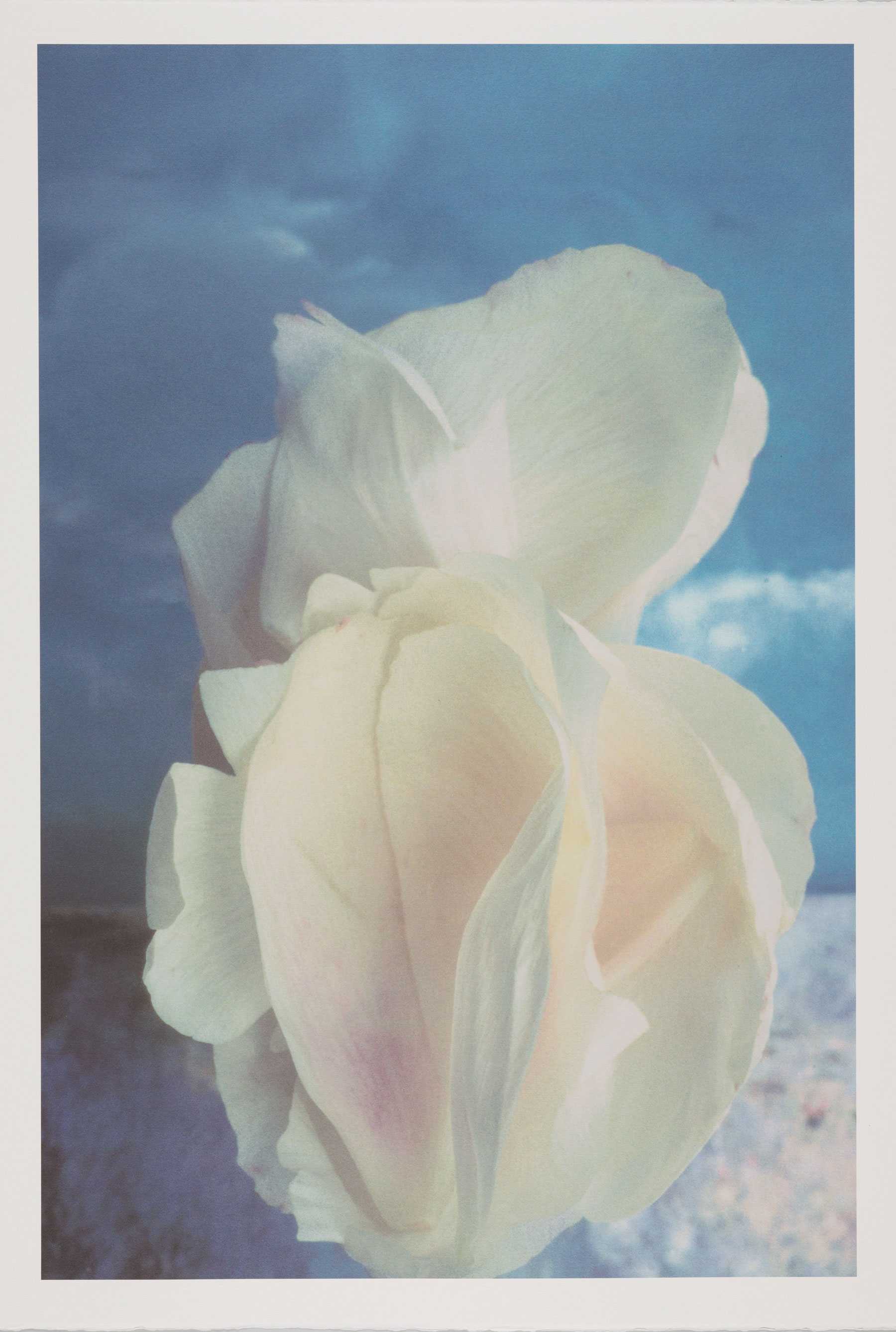 Print photograph of an white Iris against a blue background.