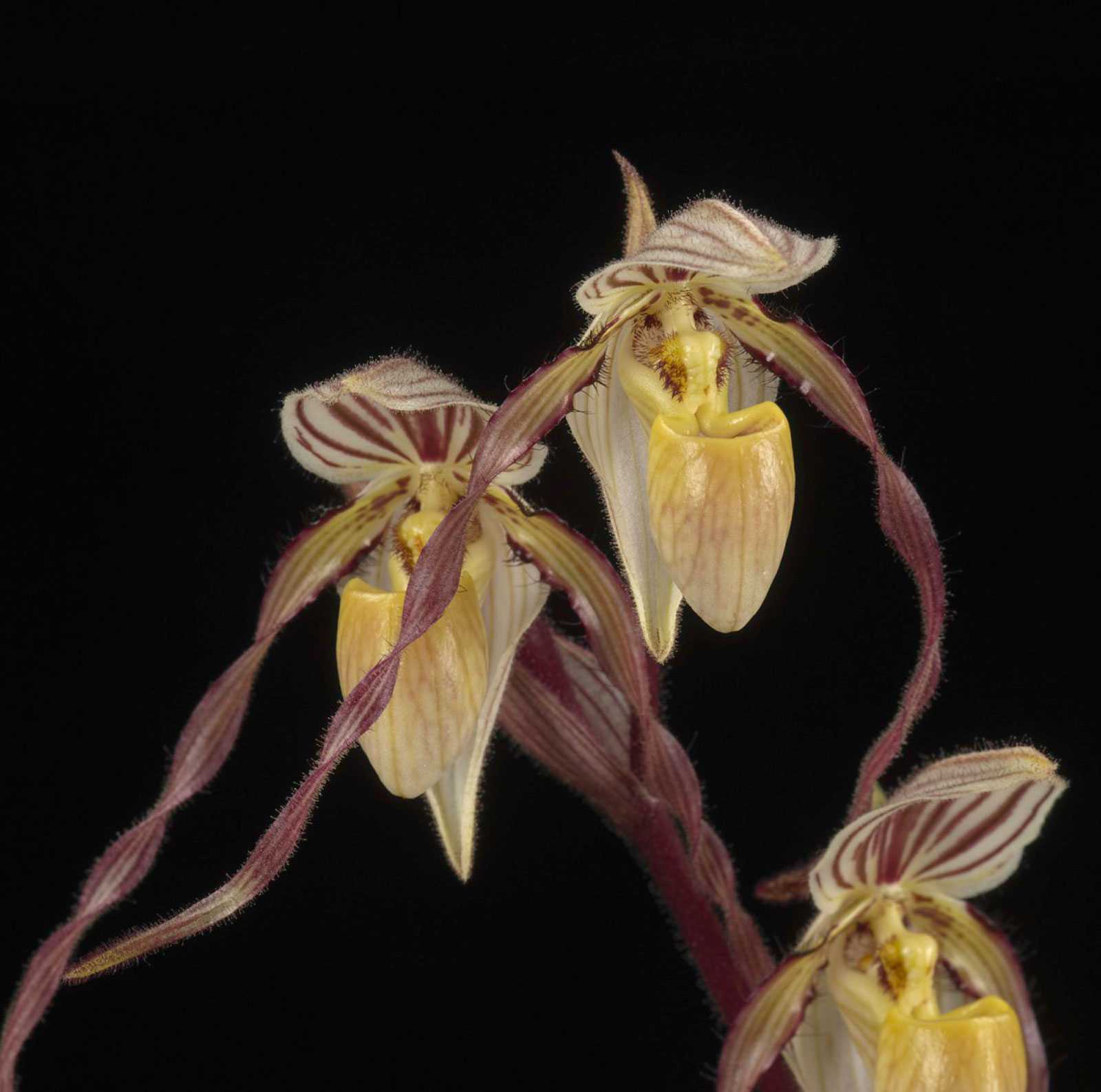 Close-up of a yellow and maroon orchid with striped petals on a black background.