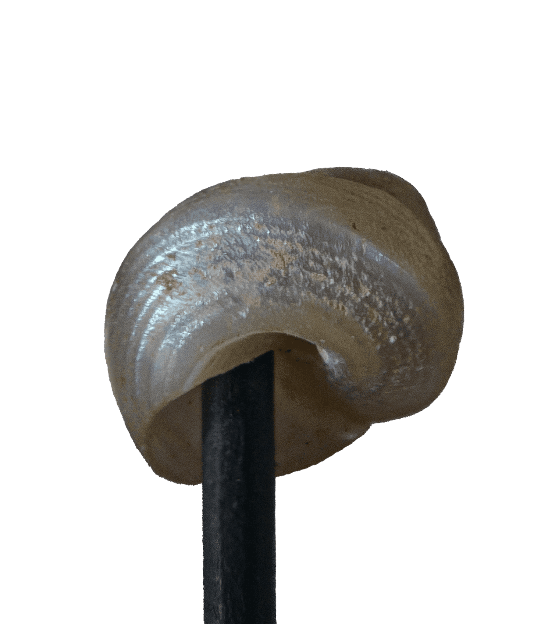 Photograph of a snail shell