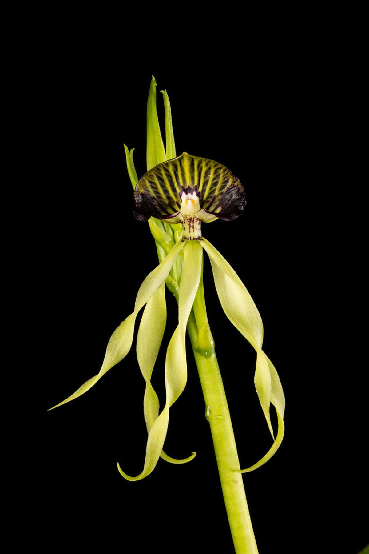 Close-up of a green and black orchid against a black background.