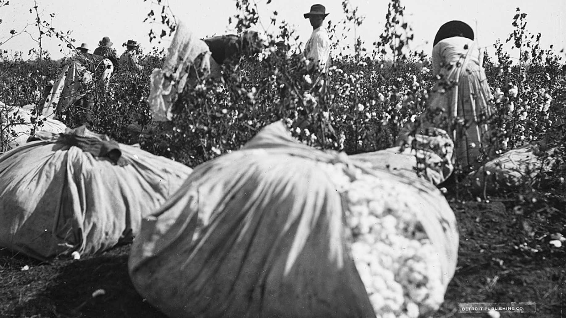 Black and white photograph of enslaved persons picking cotton