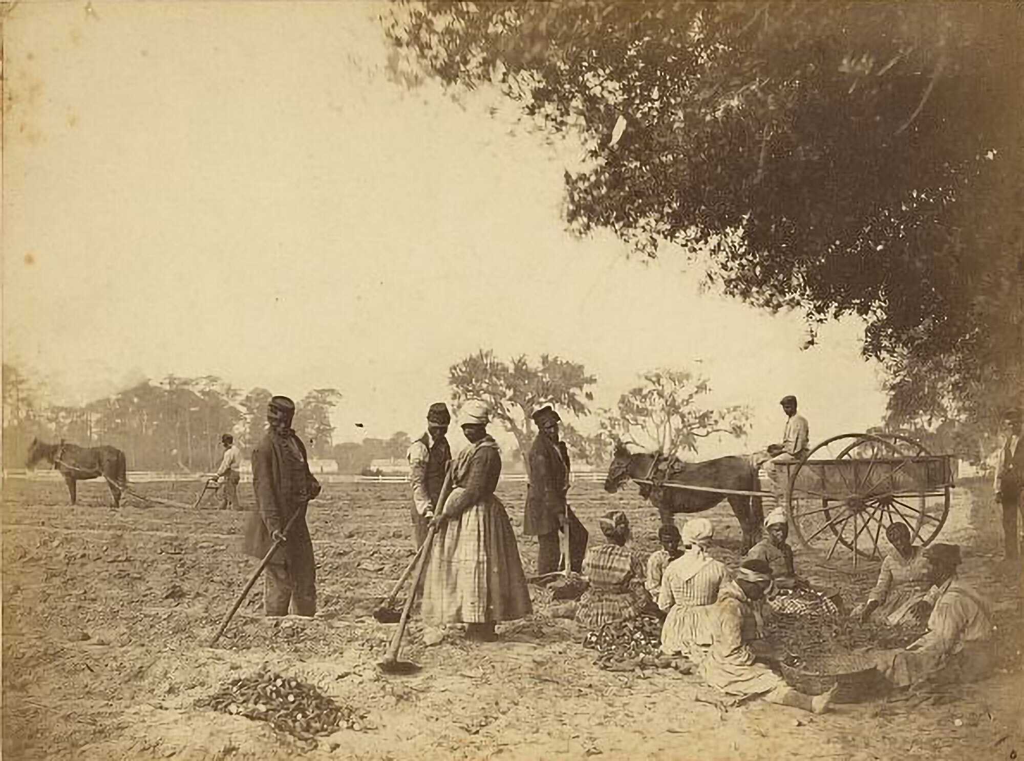 A sepia toned photograph of people planting sweet potatoes on the Hopkinson's Plantation.