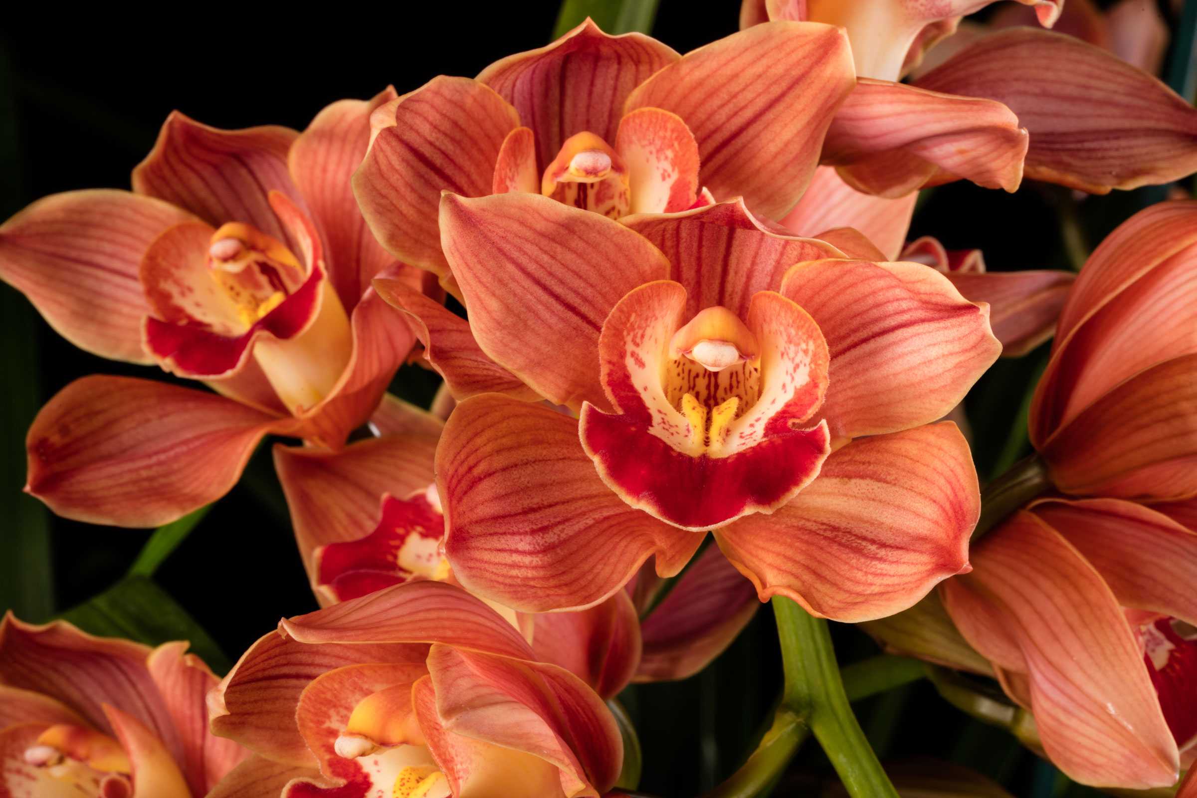 Close-up image of orange orchids with red and yellow centers.