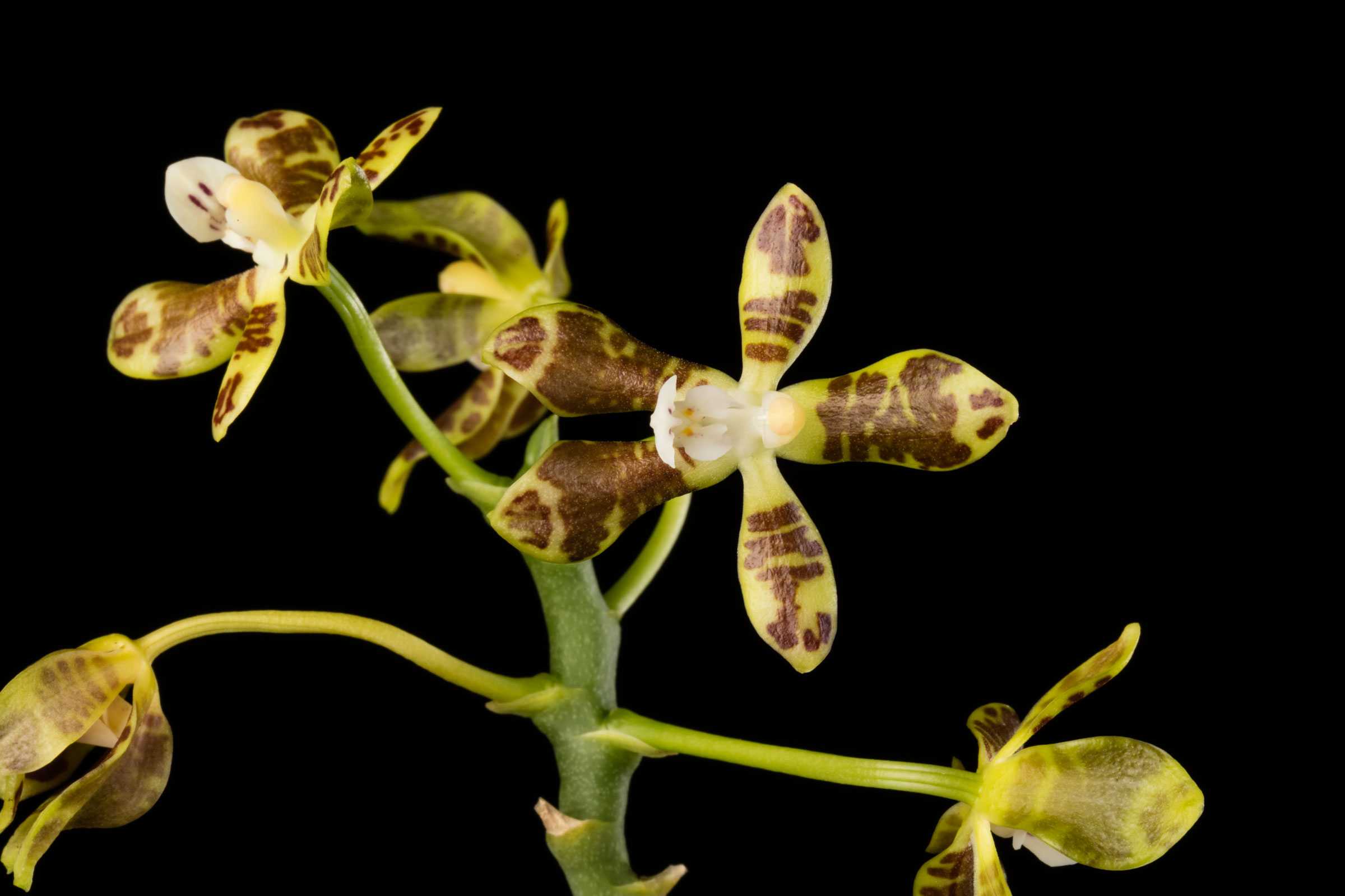 Close-up of a yellow and brown orchid flower with patterned petals on a black background.