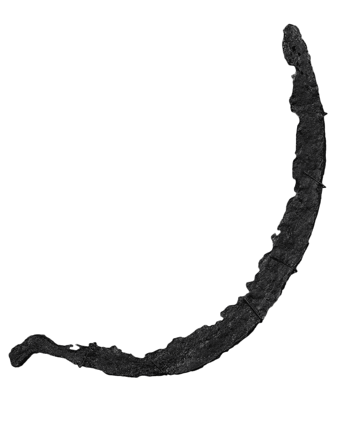 Photograph of a rice sickle from Drayton Hall