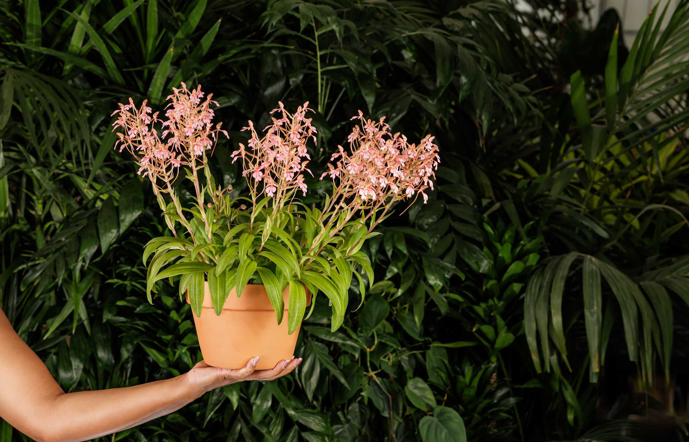Person holding a terracotta pot with pink flowering plant, set against lush green foliage.
