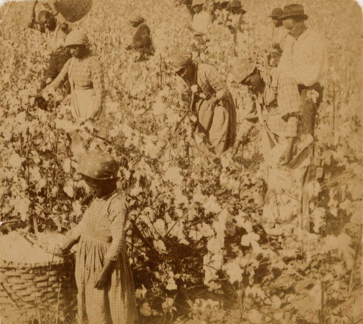 An albumen print mounted on board depicting formerly enslaved men, women and children picking cotton on a South Carolina plantation. The laborers are spread out in the field, many bending down to pick the cotton. The women wear checked dresses and cloth headwraps. The men wear light colored shirts and dark brimmed hats. Many wear large sacks strapped across their bodies. In the upper left corner, a man raises a large basket behind his head with both hands. In the left foreground, a small girl in a checked dress and patterned head kerchief stands next to a large basket full of cotton. A stamp on the verso reads: [GEO L. COOK, Photographer - 265 KING ST. CHARLESTON, S.C.].