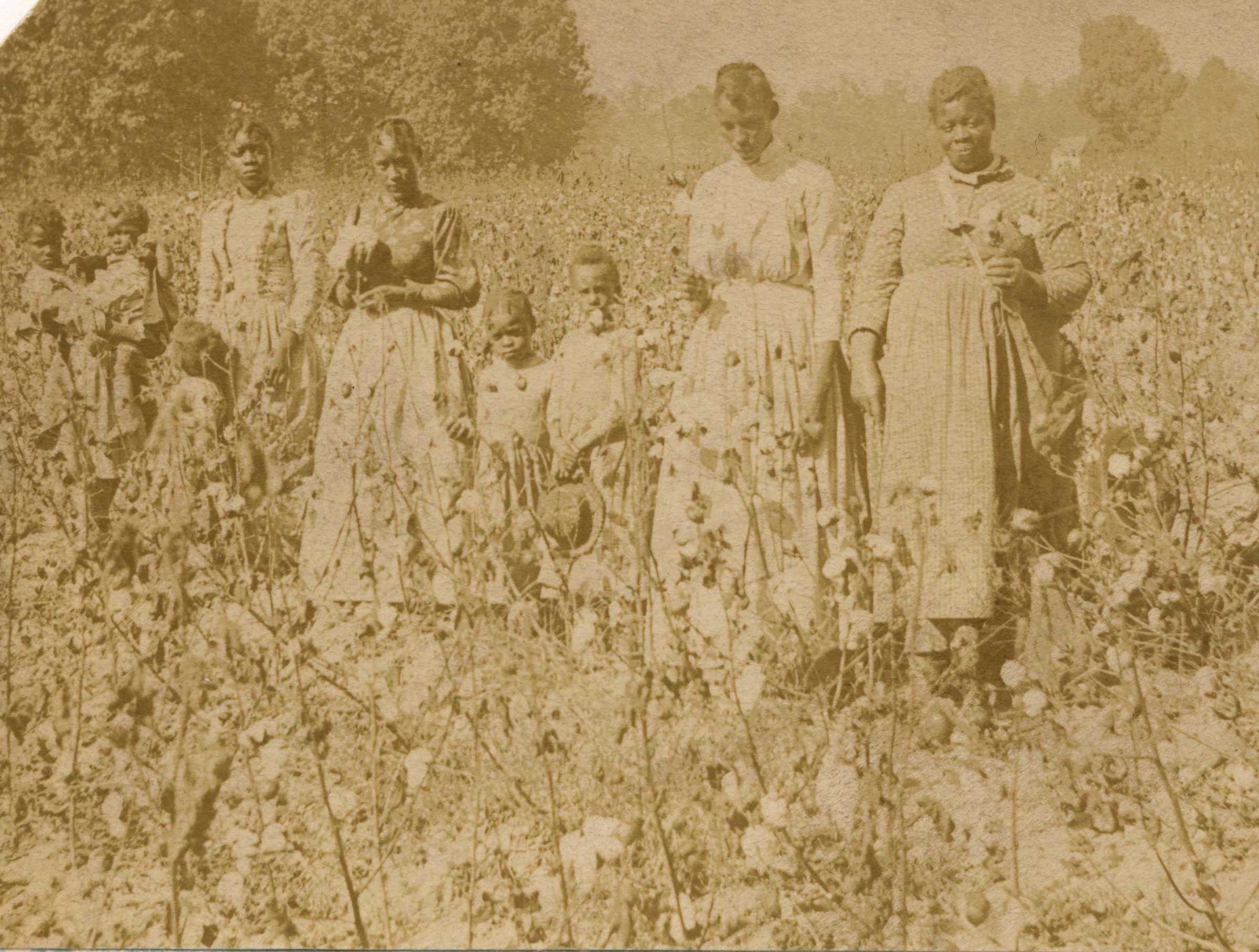 Sepia-toned photo of women and children standing in a cotton field, illustrating agricultural labor practices.