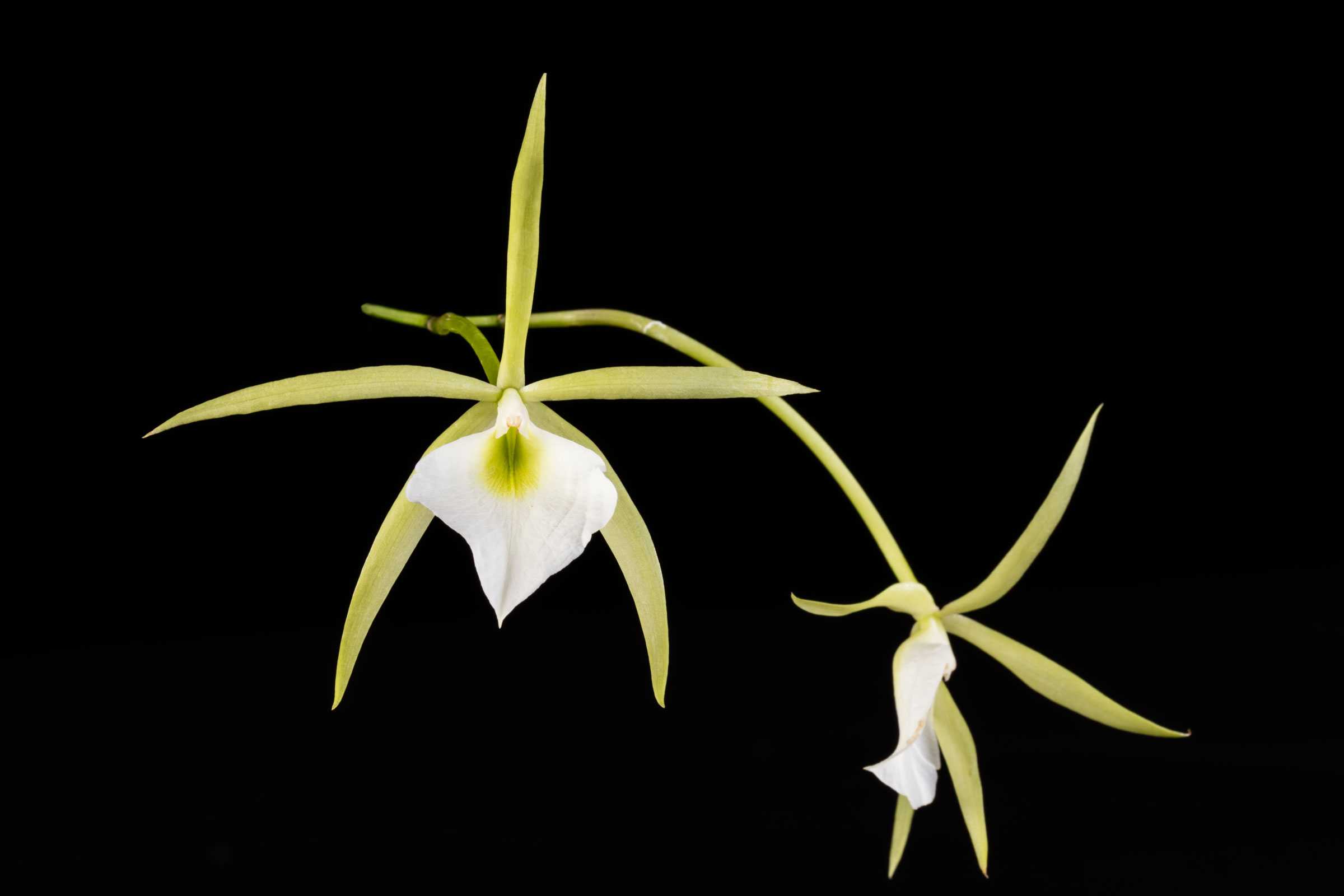 Two white orchids with long, thin petals on a dark background.
