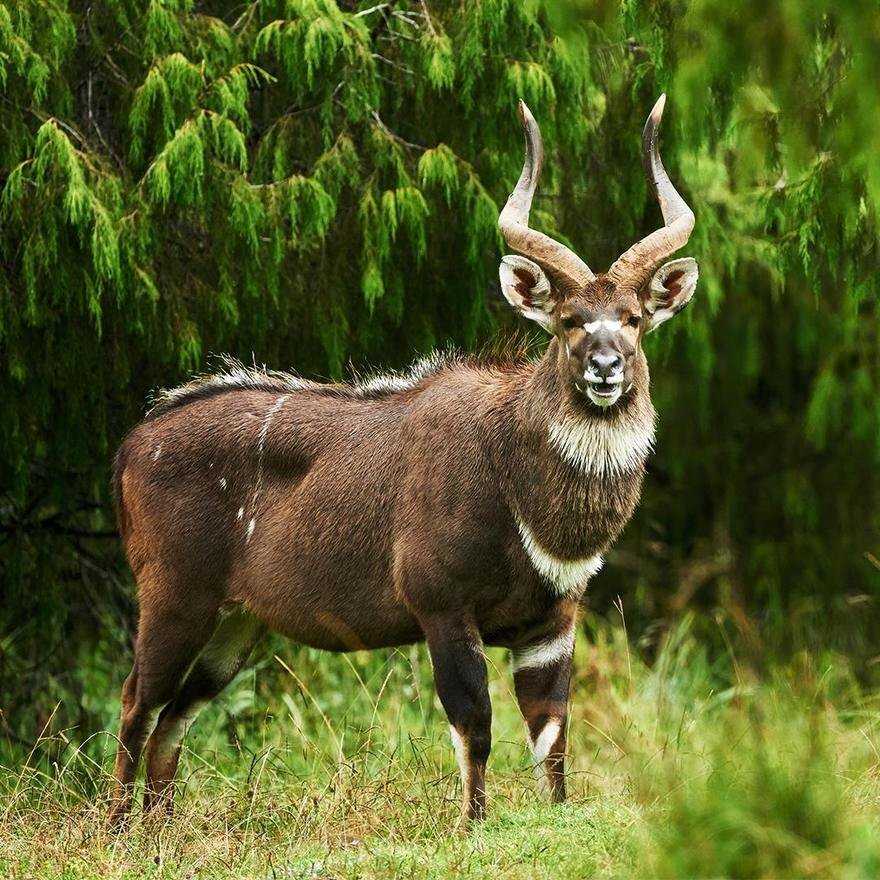 Antelope with long curved horns standing in grassy clearing against lush green trees.