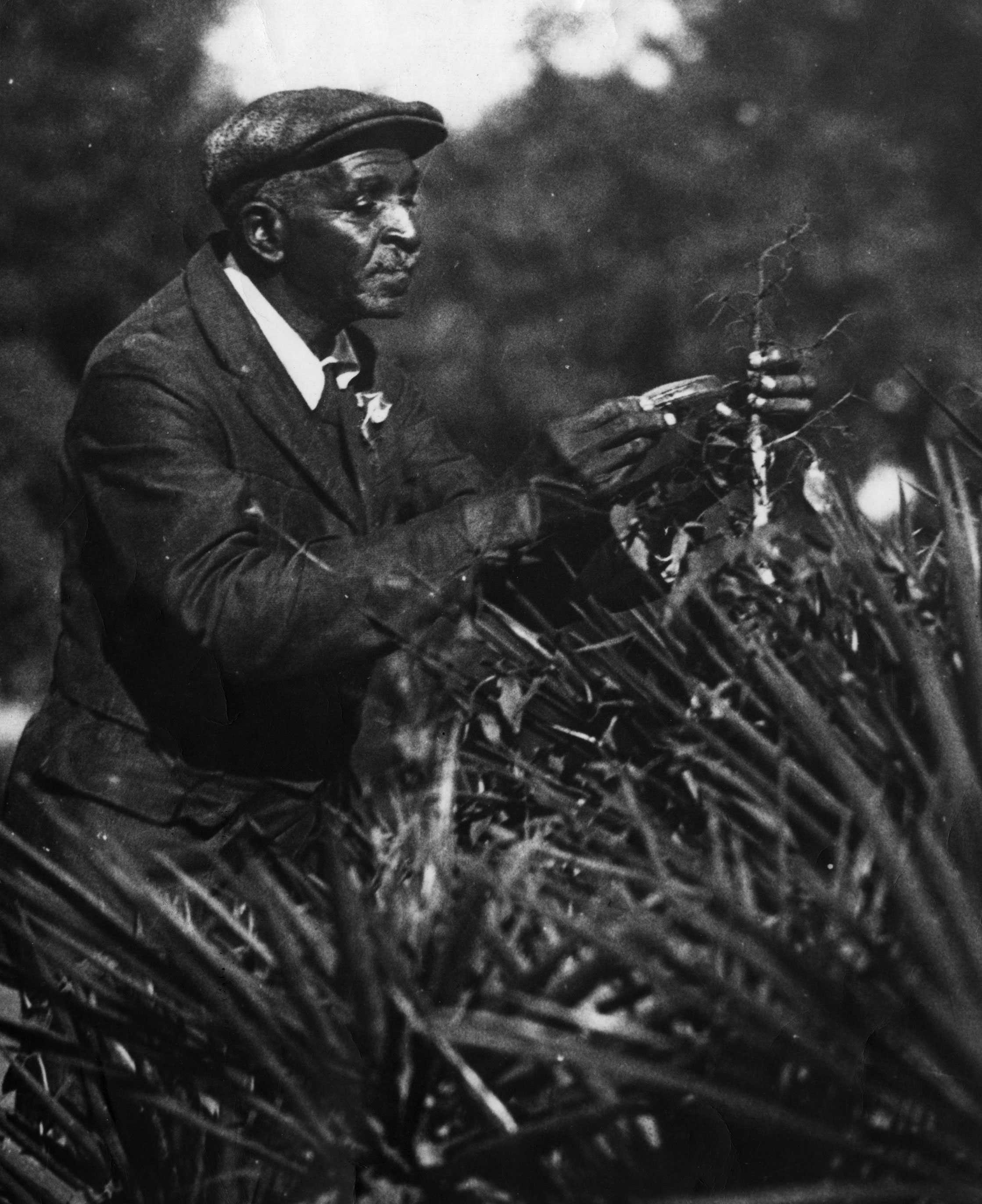 Photograph of an older man in a suit and flat cap examining a plant outdoors.