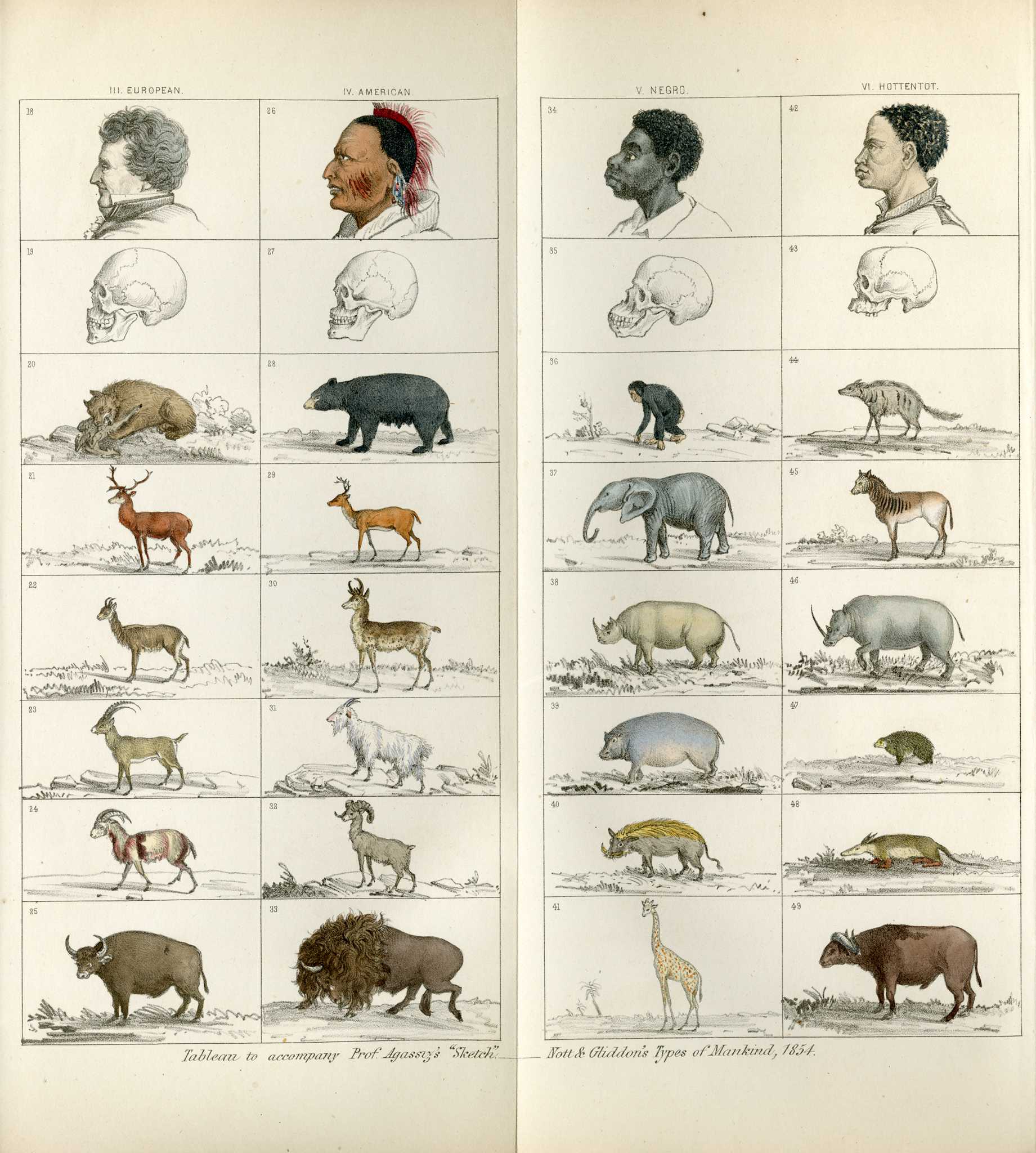 Illustrations of 19th Century Racist Depiction of Human Origins
