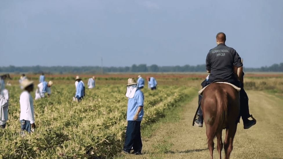 Photograph of Angola Prison Inmates in the fields