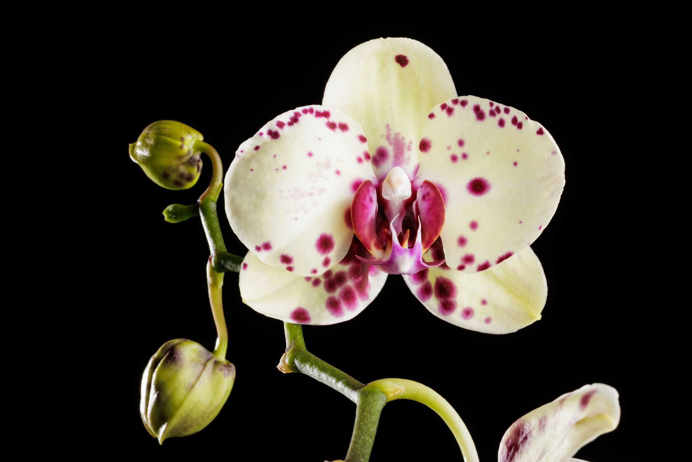 Close-up of an orchid with white petals and purple spots, against a black background.