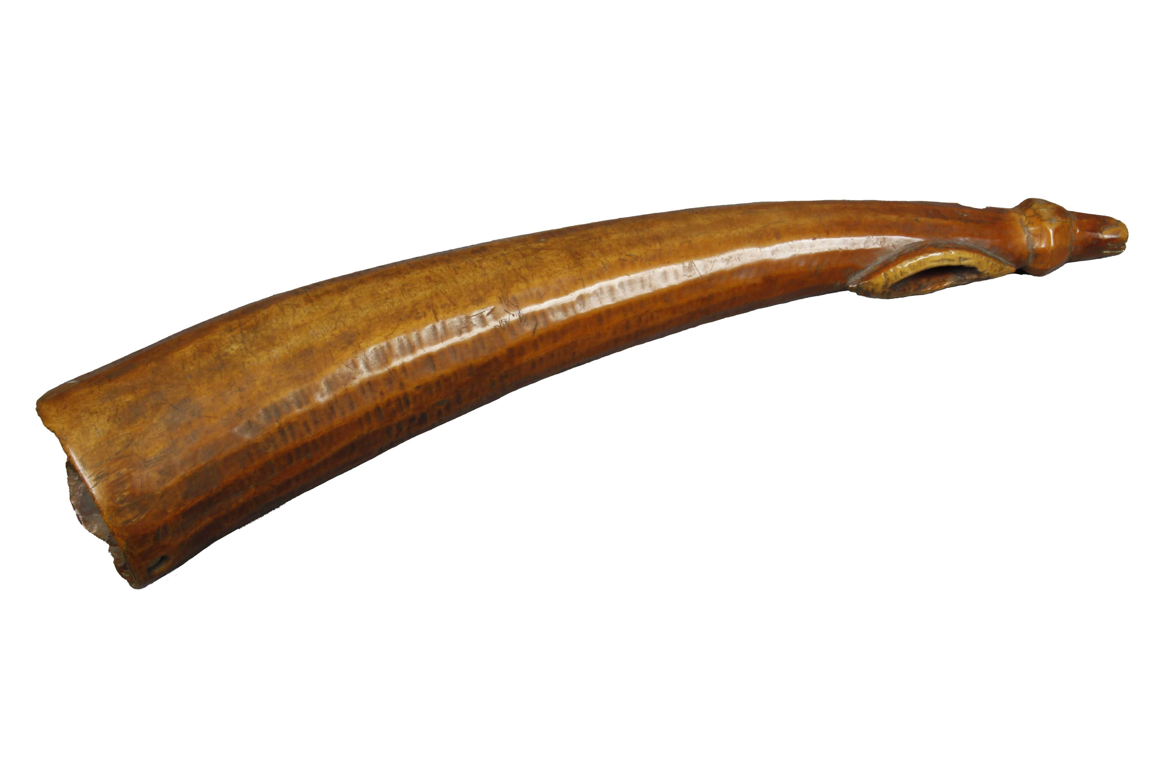 Photograph of an Ivory Signal Horn